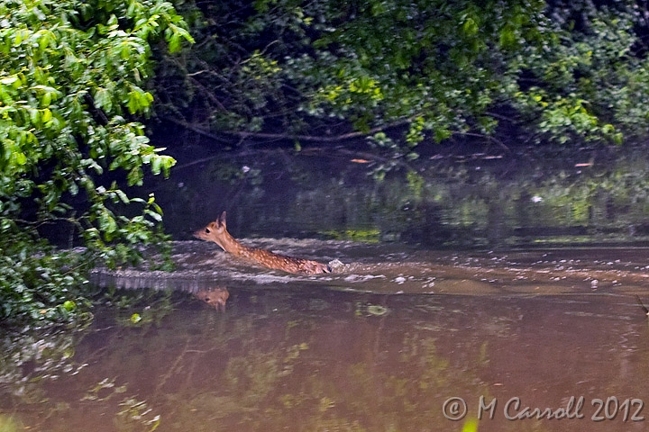 Deer_260609_1.jpg - A young Deer follows it's mother across the lake at Emo Court, Co. Laois, Ireland