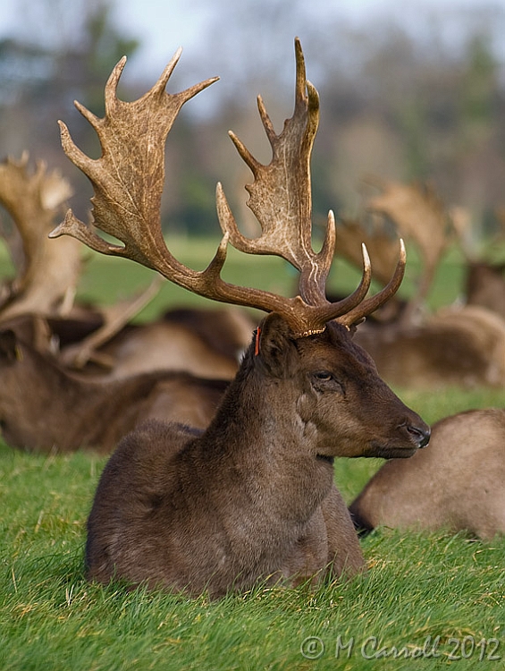 Deer_4.jpg - Deer in Phoenix Park, Dublin