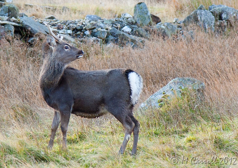 Deer_Glendalough_241110_2.jpg - Deer seen near The Spinc at Glendalough, Co Wicklow, Ireland on 24 November 2010.