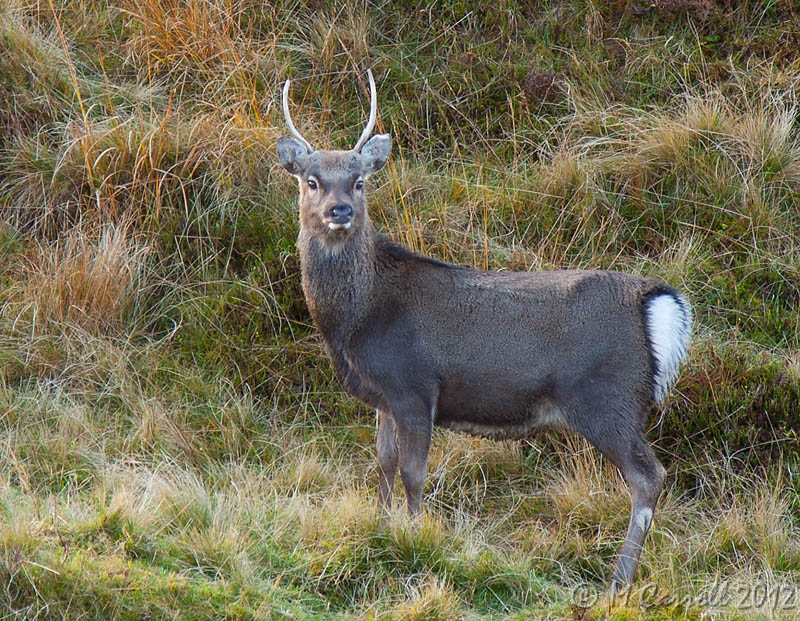 Deer_Glendalough_241110_3.jpg - Deer seen near The Spinc at Glendalough, Co Wicklow, Ireland on 24 November 2010.