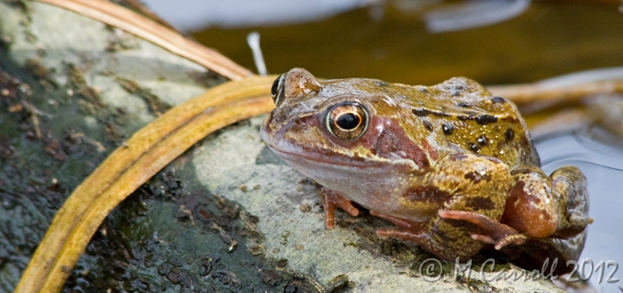 Frog_Emo_1.jpg - Frog on a Log