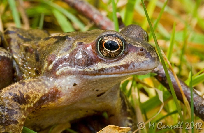 Frog_Emo_2.jpg - Frog 2 at Emo Court 30 March 2008