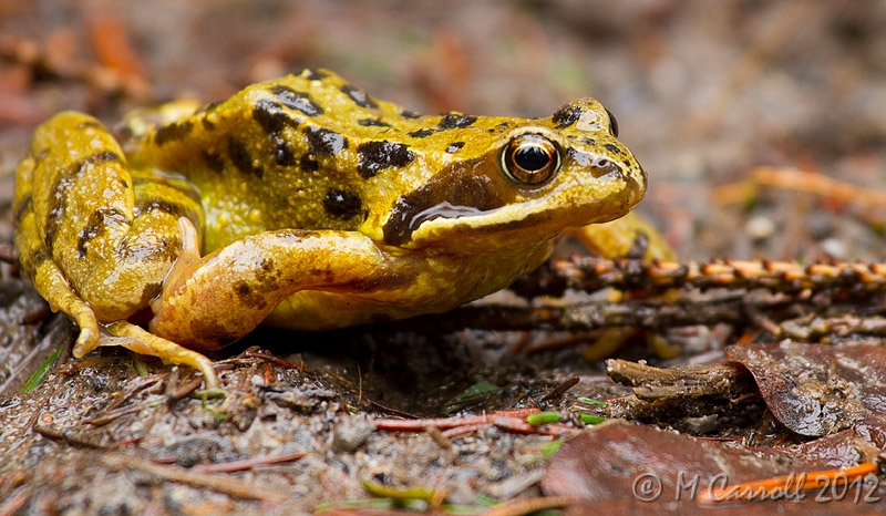 Frog_Kinnitty_200211_2.jpg - Common Frog, Kinnitty Forest, Ireland Feb 2011