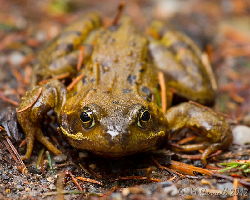 Frog_Kinnitty_200211_3.jpg - Common Frog, Kinnitty Forest, Ireland Feb 2011