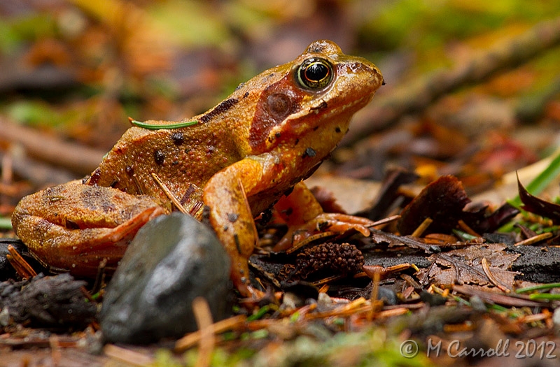 Frog_Kinnitty_200211_5.jpg - Common Frog, Kinnitty Forest, Ireland Feb 2011