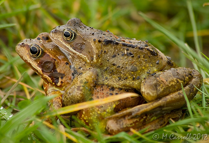 Frogs_220209_1.jpg - Piggyback, froggy style