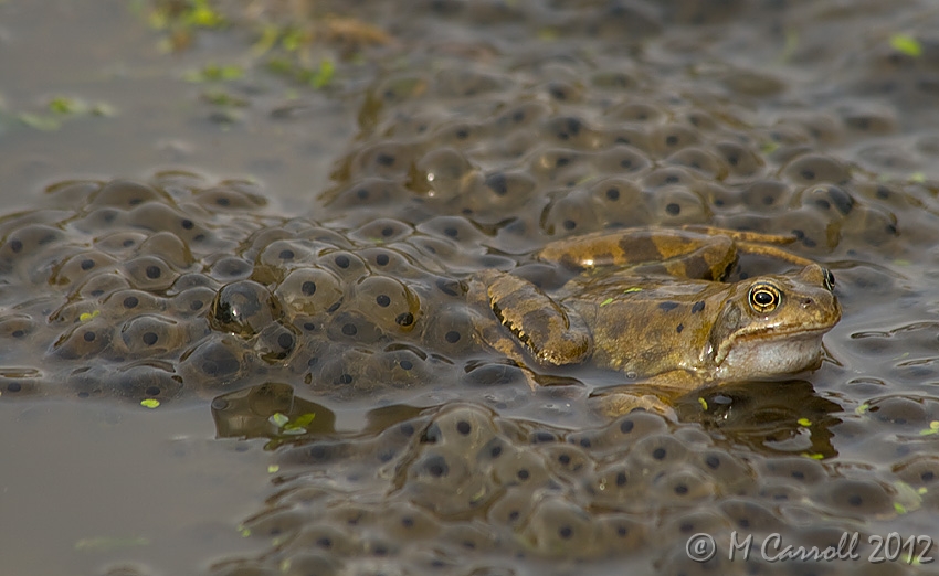 Frogs_220209_2.jpg - Babysitting on a grand scale