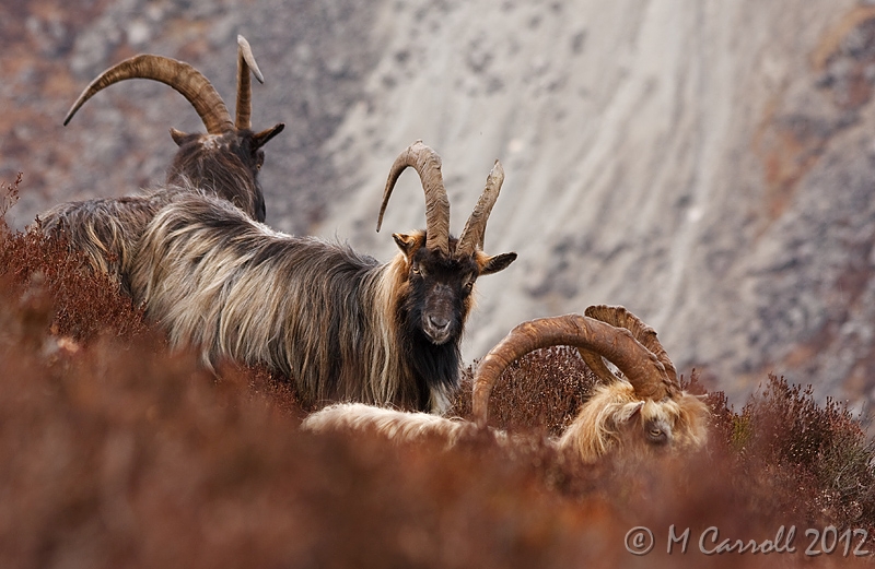 Goats_Glendalough_210310_1.jpg - Wild Mountain Goats seen on the Spinc overlooking Glendalough on 21 March 2010