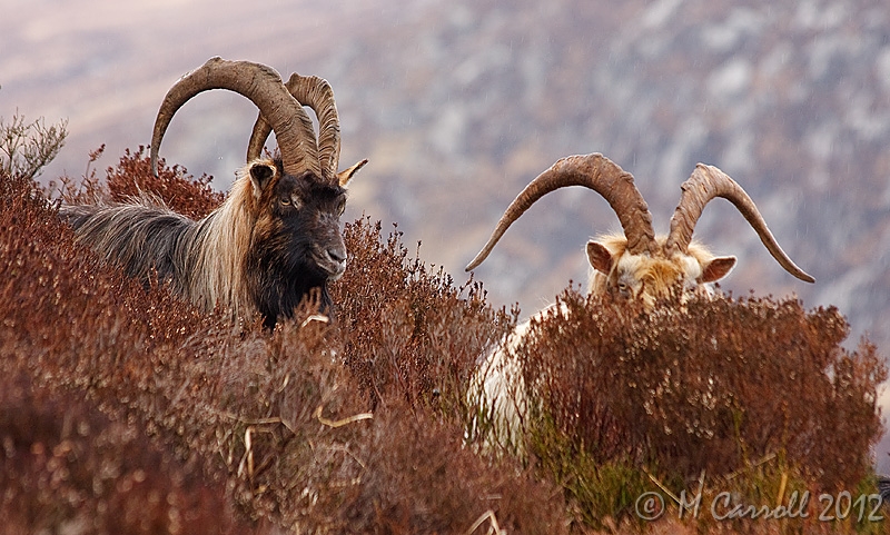 Goats_Glendalough_210310_2.jpg - Wild Mountain Goats seen on the Spinc overlooking Glendalough on 21 March 2010