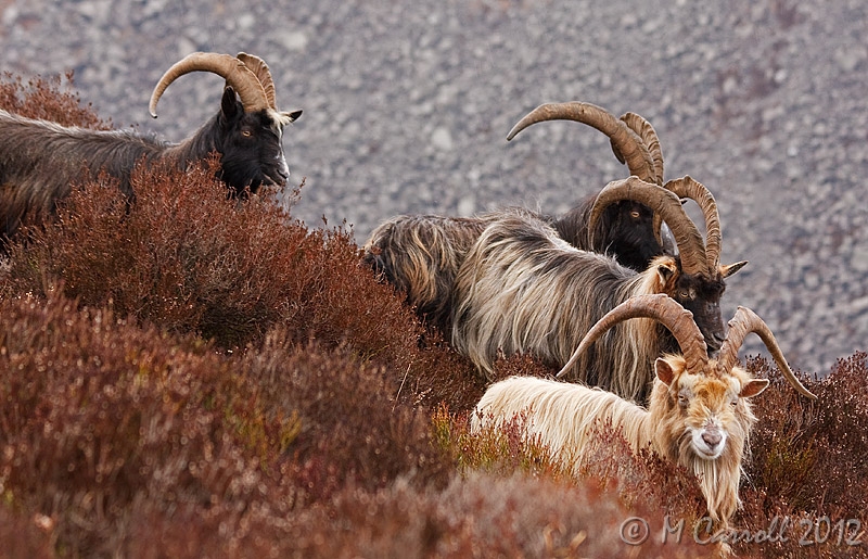 Goats_Glendalough_210310_3.jpg - Wild Mountain Goats seen on the Spinc overlooking Glendalough on 21 March 2010