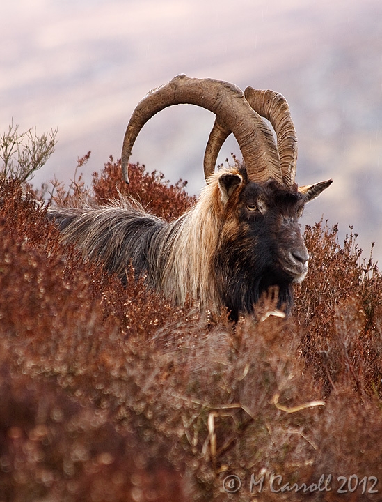 Goats_Glendalough_210310_4.jpg - Wild Mountain Goat seen on the Spinc overlooking Glendalough on 21 March 2010