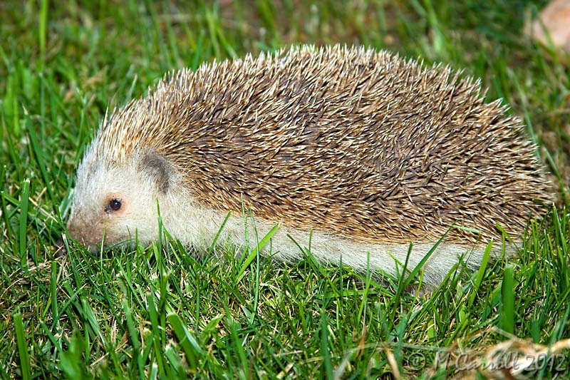 Hedgehog_Spain_1.jpg - A hedgehog in Valencias near Villamartin, Torrevieja, Spain