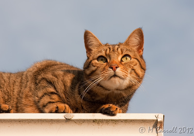 Lucky_040510_1.jpg - Lucky the Cat sits on the roof of our house surveying her domain