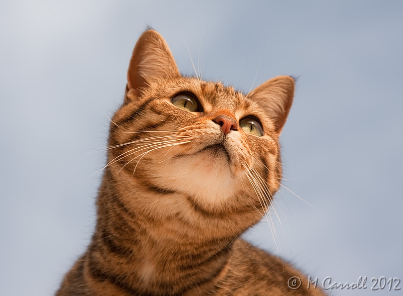 Lucky_040510_2.jpg - Lucky the Cat sits on the roof of our house surveying her domain