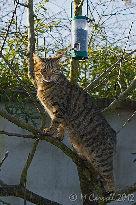 Lucky_080209_1.jpg - Lucky makes like a branch, hoping beyond all hope that the birds won't spot her :-)