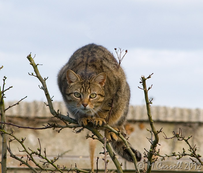 Lucky_6.jpg - Lucky tries to blend in, hoping the birds won't spot her.