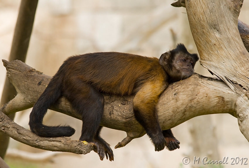 Monkey_Spain_1.jpg - Lazy Monkey in Benidorm