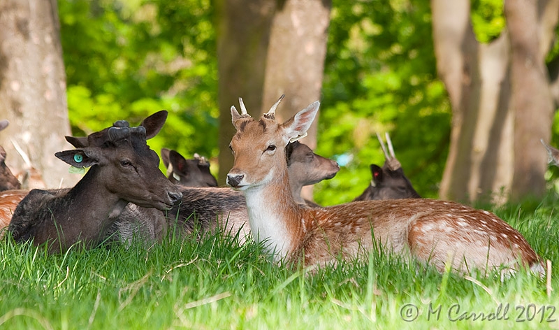 PP_Deer_090510_1.jpg - Fallow Deer resting in wooded area of Phoenix Park in Dublin City, Ireland 09 May 2010