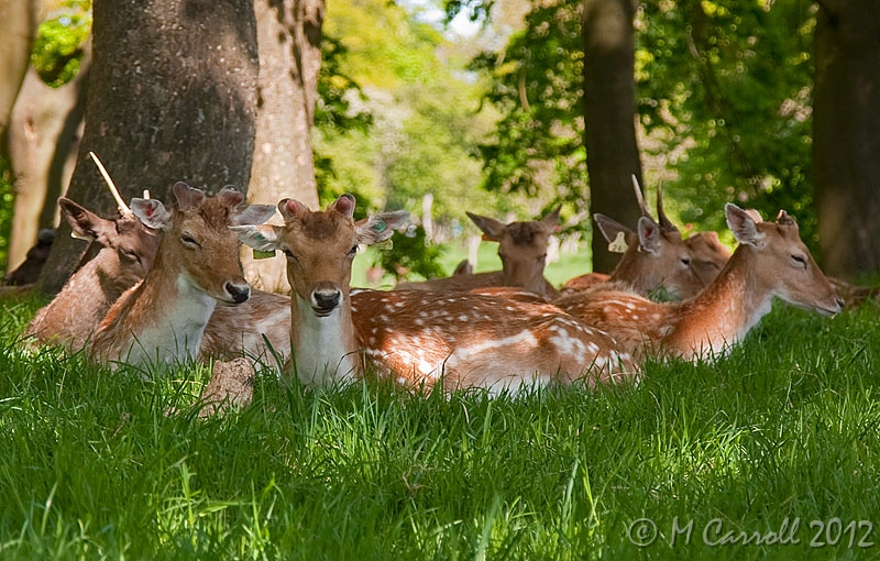 PP_Deer_090510_3.jpg - Fallow Deer resting in wooded area of Phoenix Park in Dublin City, Ireland 09 May 2010