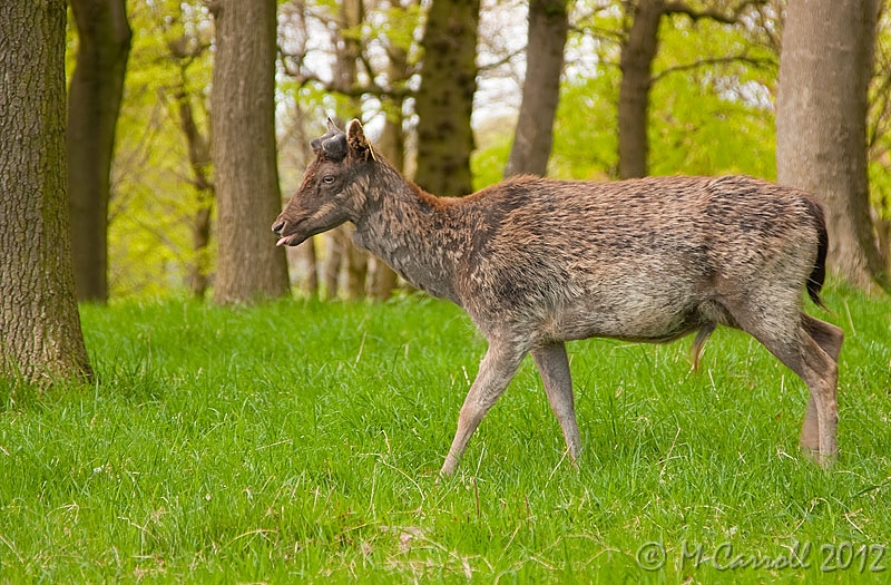 PP_Deer_090510_4.jpg - Fallow Deer in Phoenix Park, Dublin City, Ireland 09 May 2010