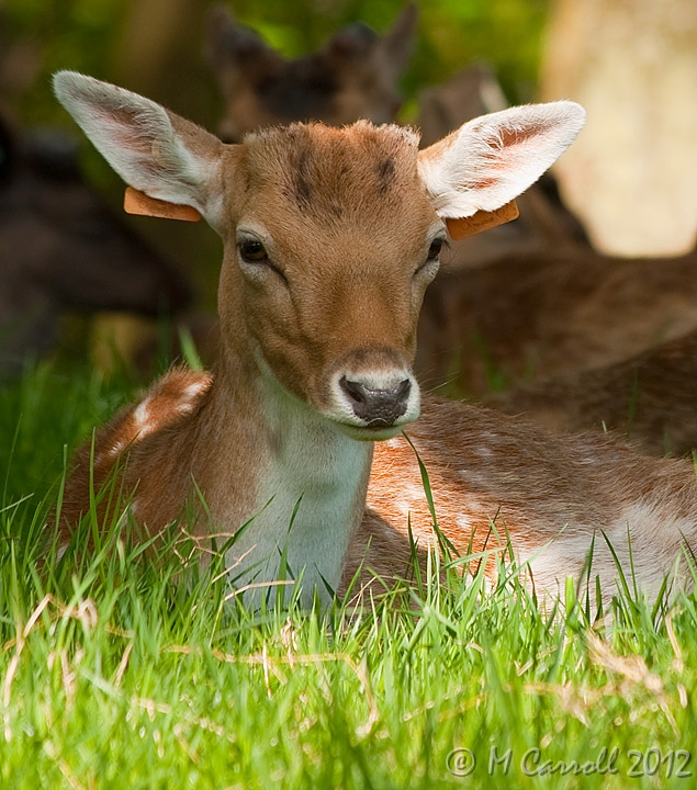 PP_Deer_090510_5.jpg - Fallow Deer resting in wooded area of Phoenix Park in Dublin City, Ireland 09 May 2010