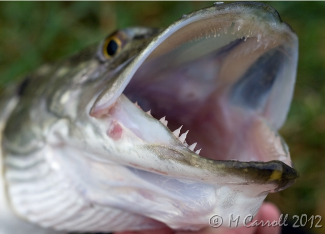 Pike_teeth_1.jpg - Esox Lucius - Pike