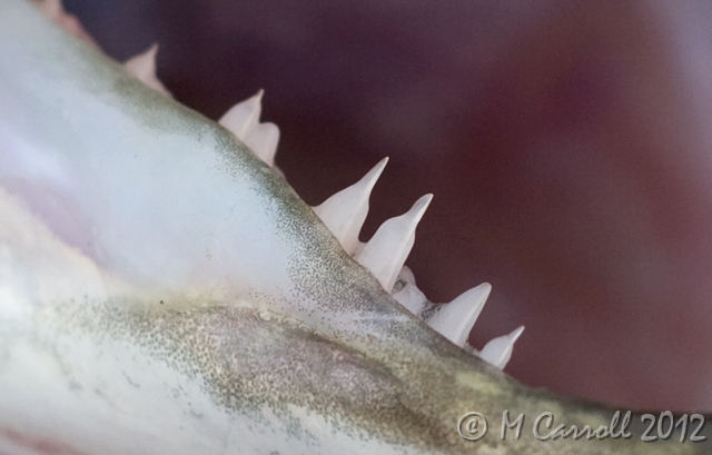 Pike_teeth_2.jpg - Teeth of Pike close up