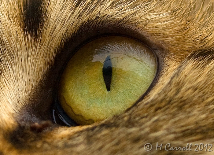 Princess_eye_1.jpg - Macro of cat's (Princess) eye