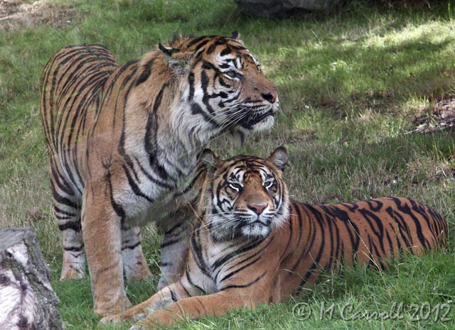 Tiger_couple.jpg - DCF 1.0