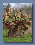 Deer_4