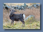 Deer_Glendalough_241110_2