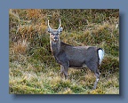 Deer_Glendalough_241110_3