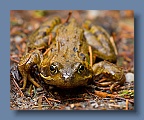 Frog_Kinnitty_200211_3