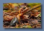 Frog_Kinnitty_200211_5