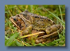 Frogs_220209_1