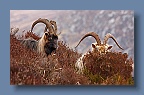 Goats_Glendalough_210310_2