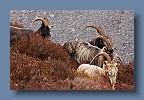 Goats_Glendalough_210310_3