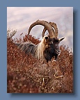 Goats_Glendalough_210310_4