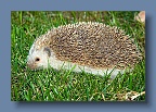 Hedgehog_Spain_1