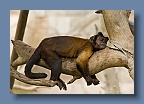 Monkey_Spain_1