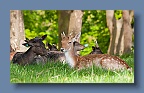 PP_Deer_090510_1