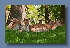 PP_Deer_090510_3