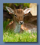 PP_Deer_090510_5