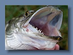 Pike_teeth_1