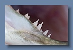 Pike_teeth_2