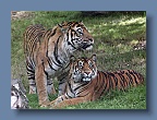 Tiger_couple