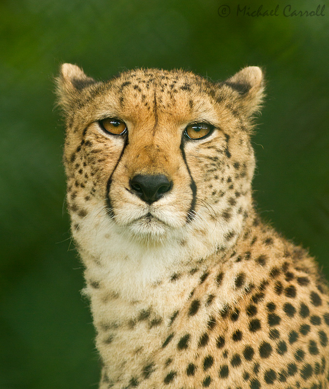 Cheetah_150712_2.jpg