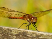 Damselflies and Dragonflies