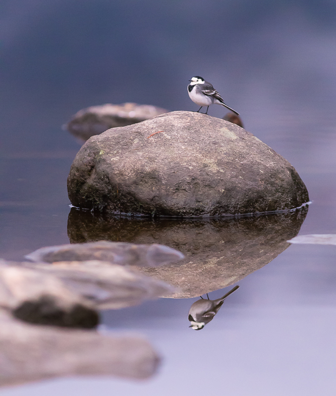 Pied_Wagtail_2.jpg