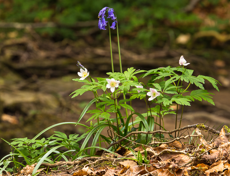 Bluebell_and_Wood_Anemone_230417_1A.jpg